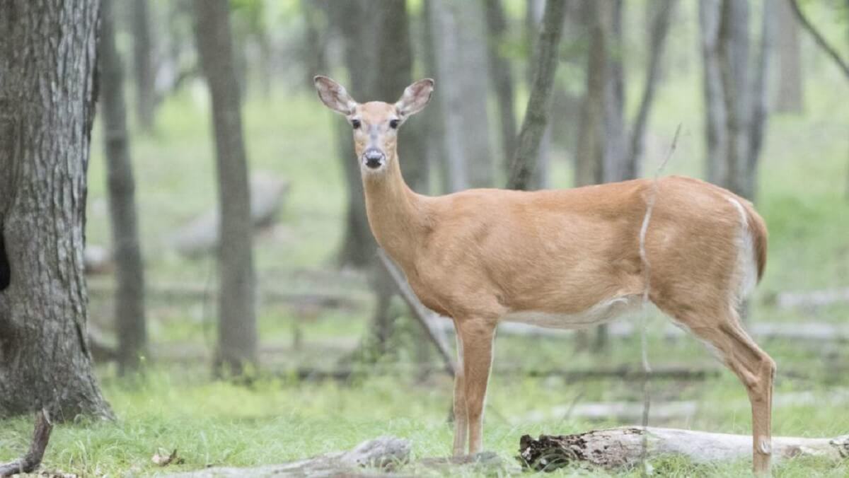 Horsley Hills Zoo (Deer Park)
