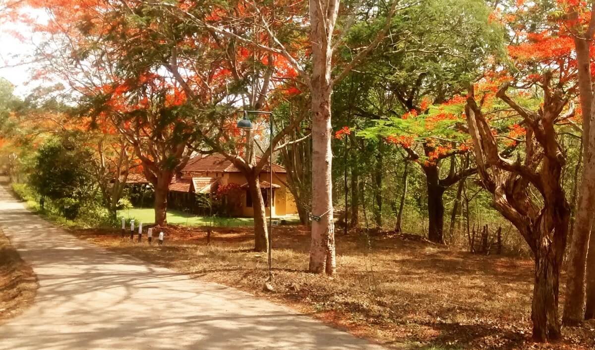 Best Time to Visit Kabini