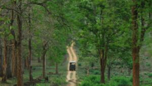 How to Reach Kabini from Bangalore: Complete Travel Guide