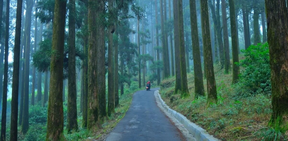 Kurseong – The Land of White Orchids