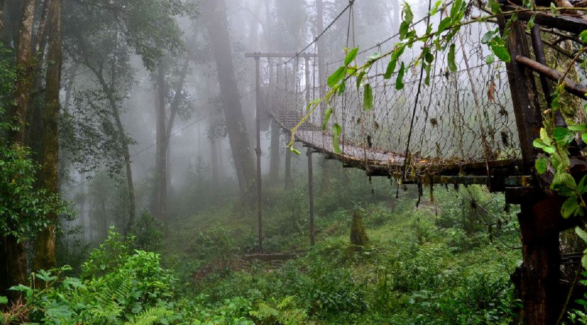 Loleygaon – Canopy Walks and Cloudy Views
