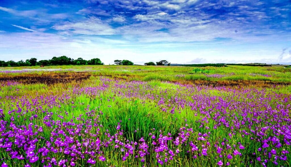 Kaas Plateau (Valley of Flowers of Maharashtra)
