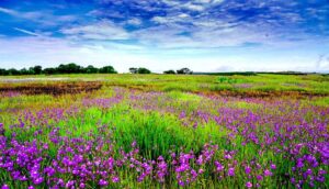 Kaas Plateau (Valley of Flowers of Maharashtra)