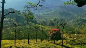 How to Reach Ooty in October 2025