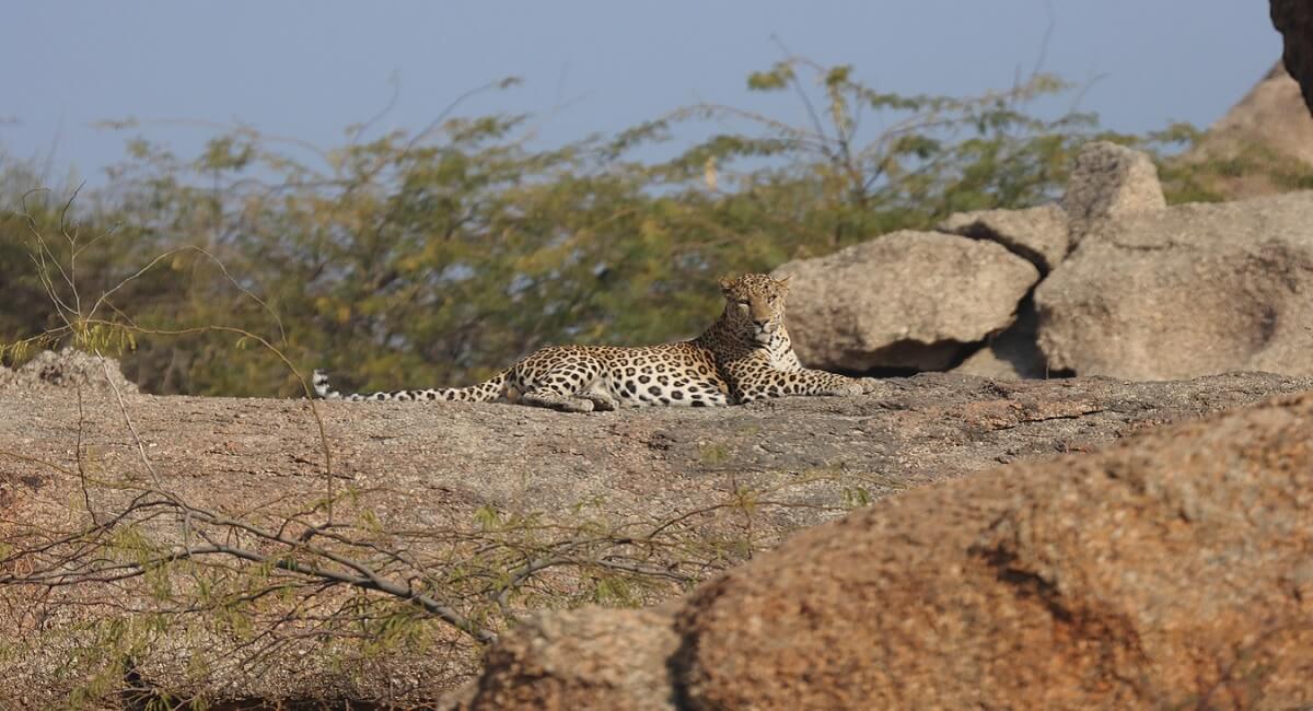 Sample Itinerary: 3 Days in Jawai & Bera