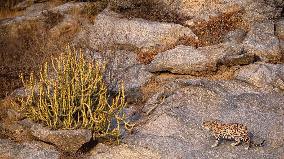 Leopard Safari: The Crown Jewel of Jawai