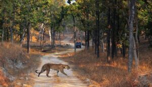 Things to Do in Jawai, Rajasthan: A Complete Travel & Wildlife Guide