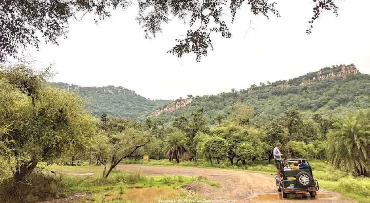 Sariska Tiger Reserve: Monsoon Wildlife Adventure