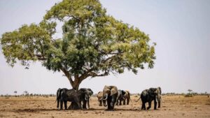 Complete Guide: Mouling National Park, Arunachal Pradesh