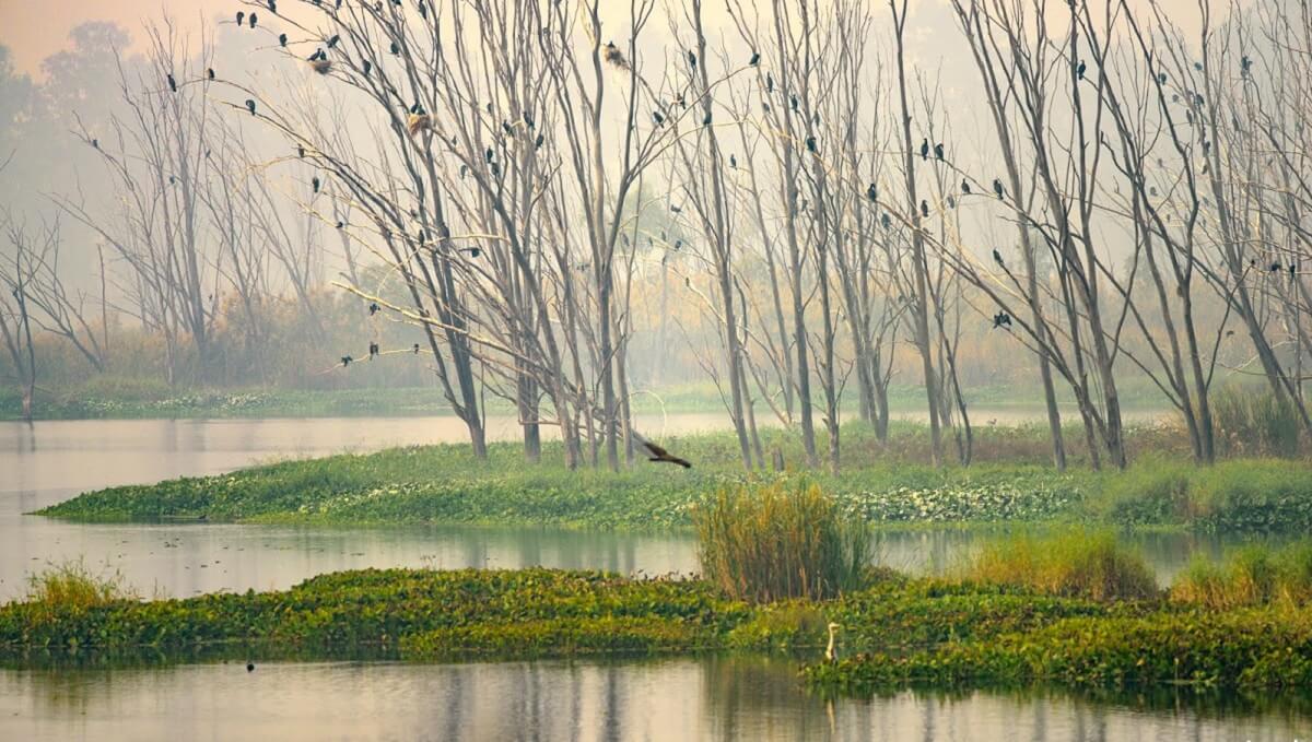 Bhindawas Wildlife Sanctuary: Hidden Gem of Haryana