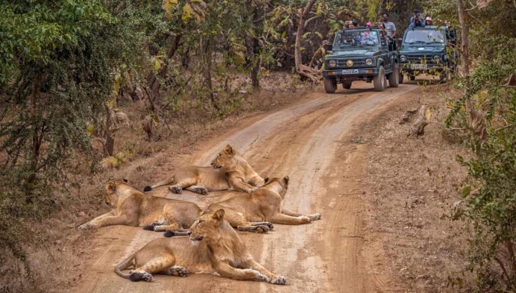 What Wildlife Can You Spot Across the Safari Zones?