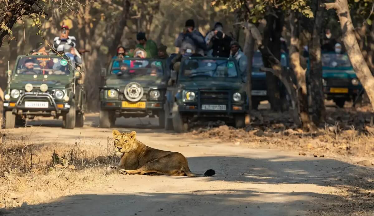 Gir National Park – Home of the Asiatic Lion