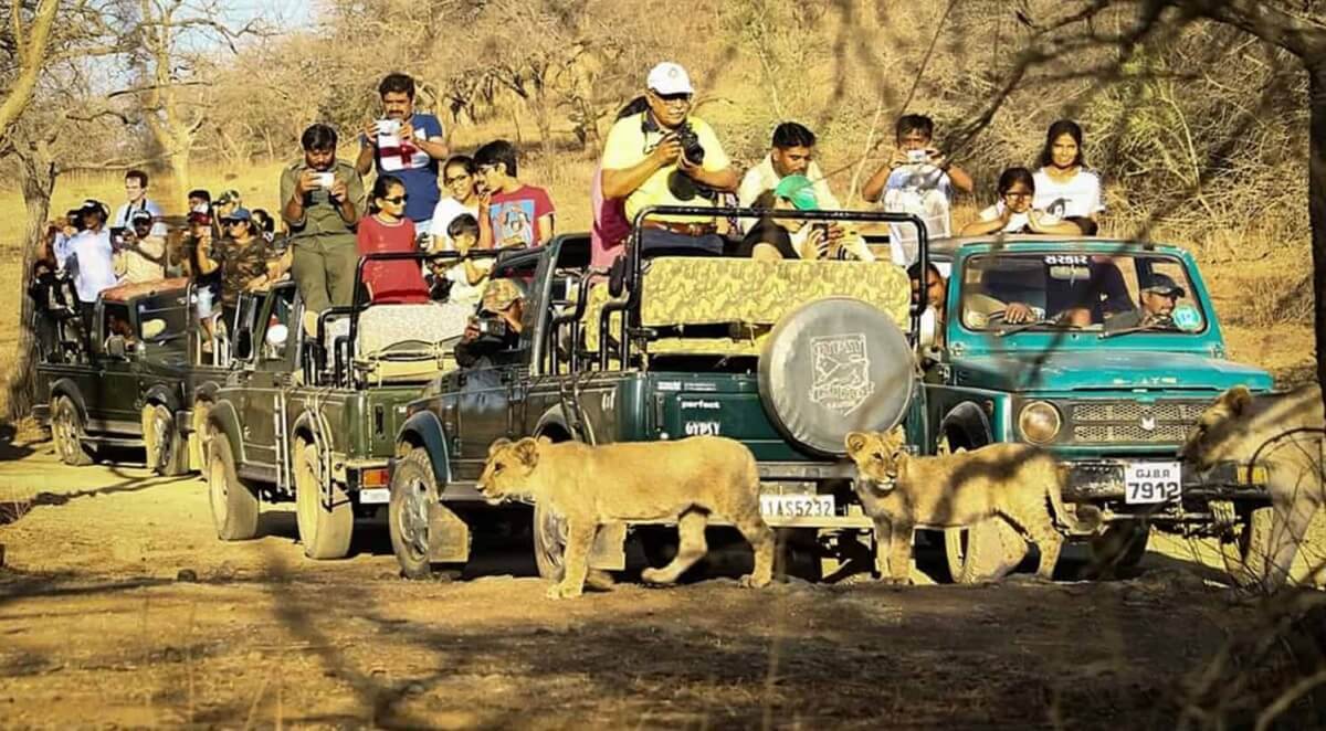 Best Time to Visit Gir National Park