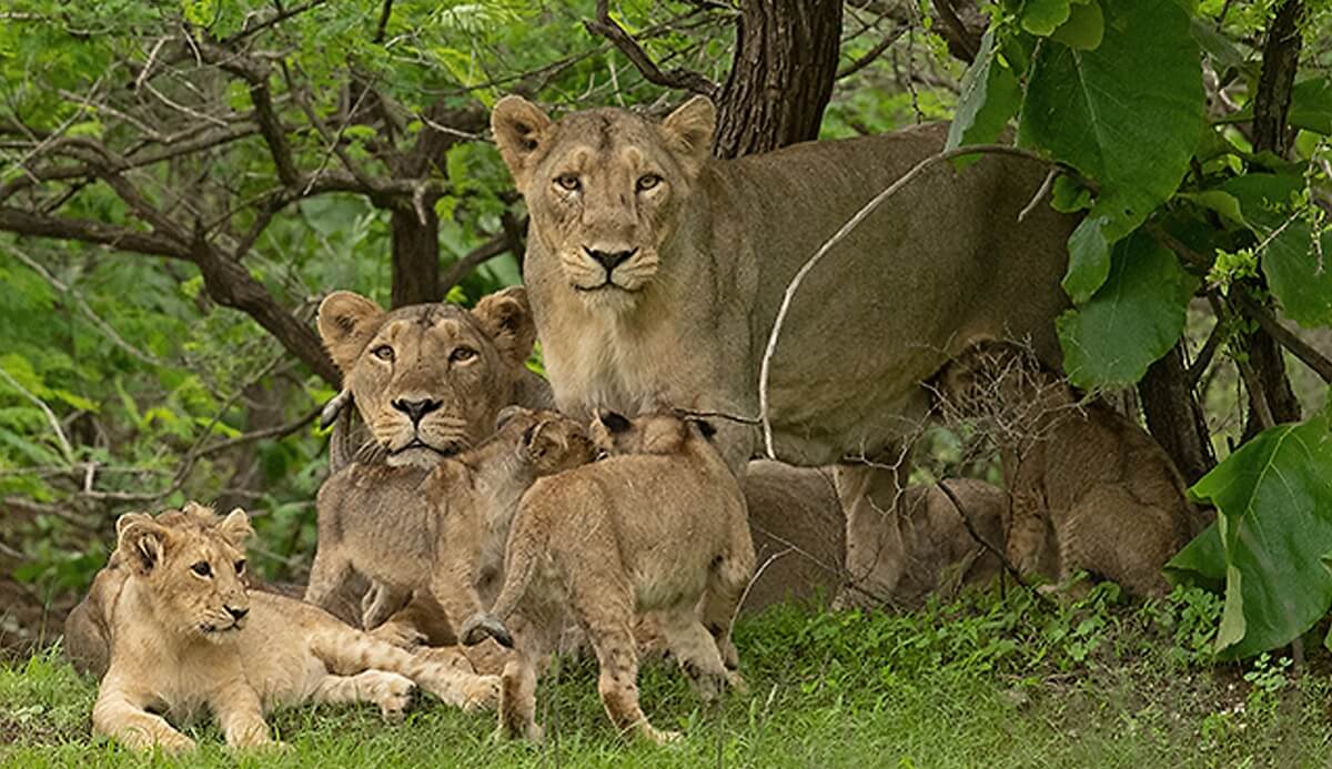 Suggested 3-Day Tour Plan from Surat to Gir National Park