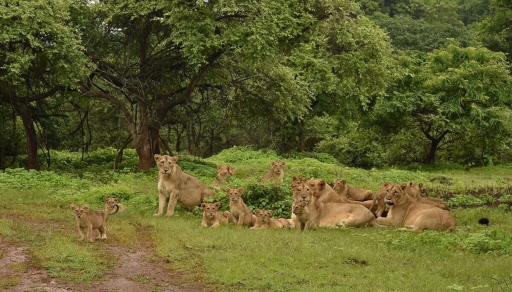 Gir Lion Sanctuary November 2025: Asiatic Pride Safari, Post-Monsoon Weather & Guide