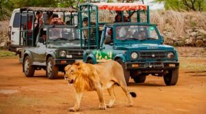 Safari Zones in Gir National Park: Discover the Best Wildlife Experiences