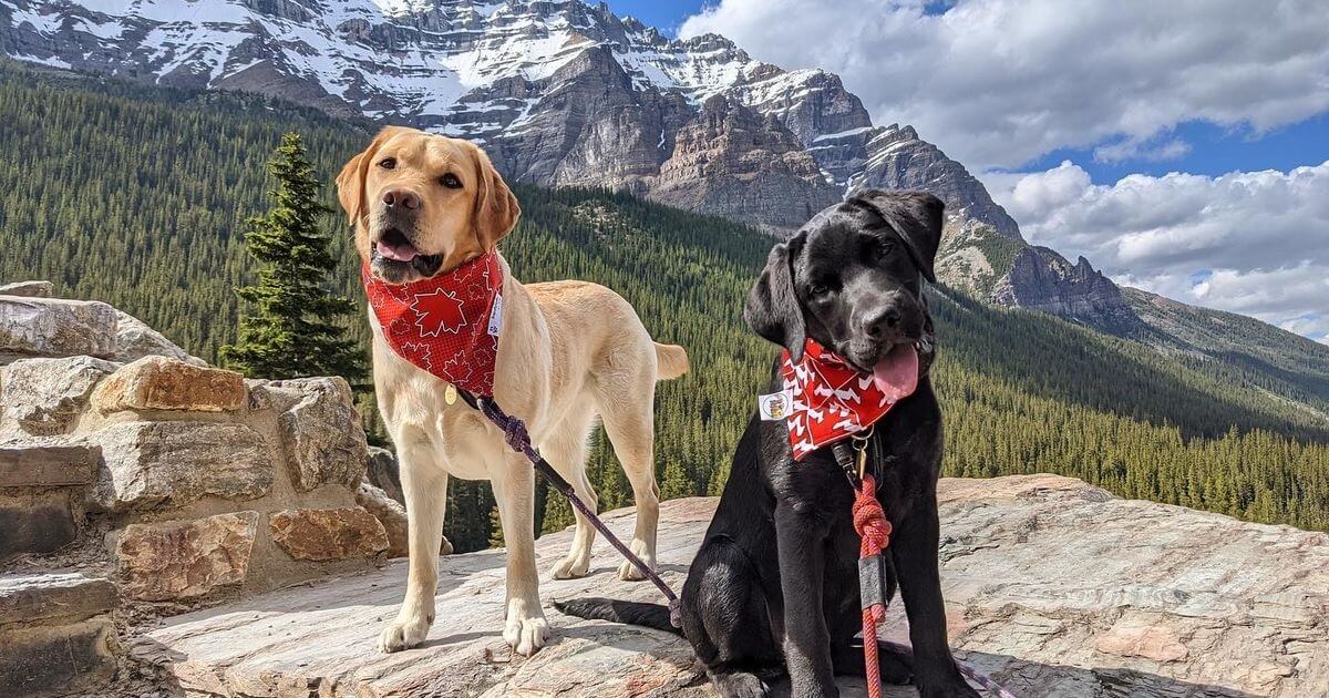 Activities and Attractions for Pets in Manali