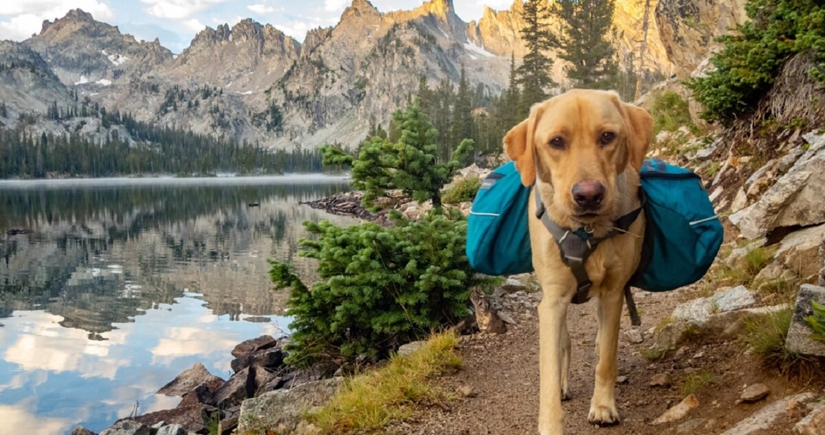 Preparing Your Pet for the Manali Adventure