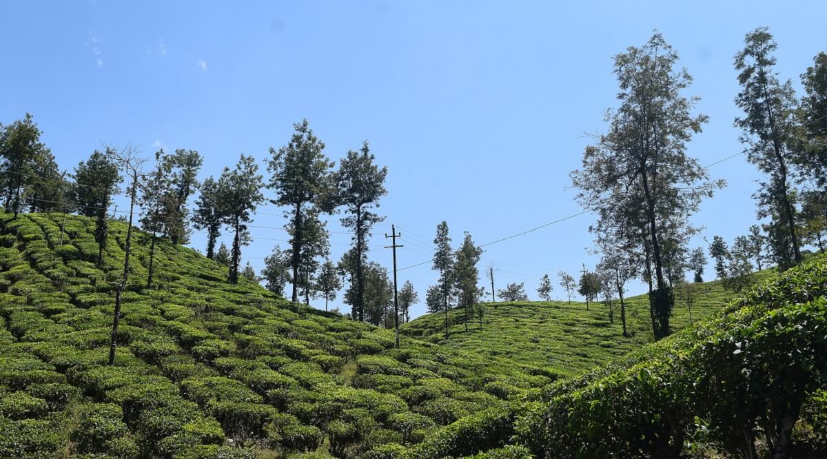 Malakkappara Tea Plantations: Green Carpet Landscapes