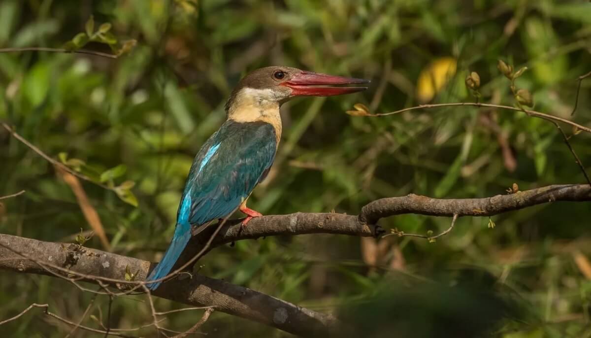 Top Birding Locations Within and Around Pench