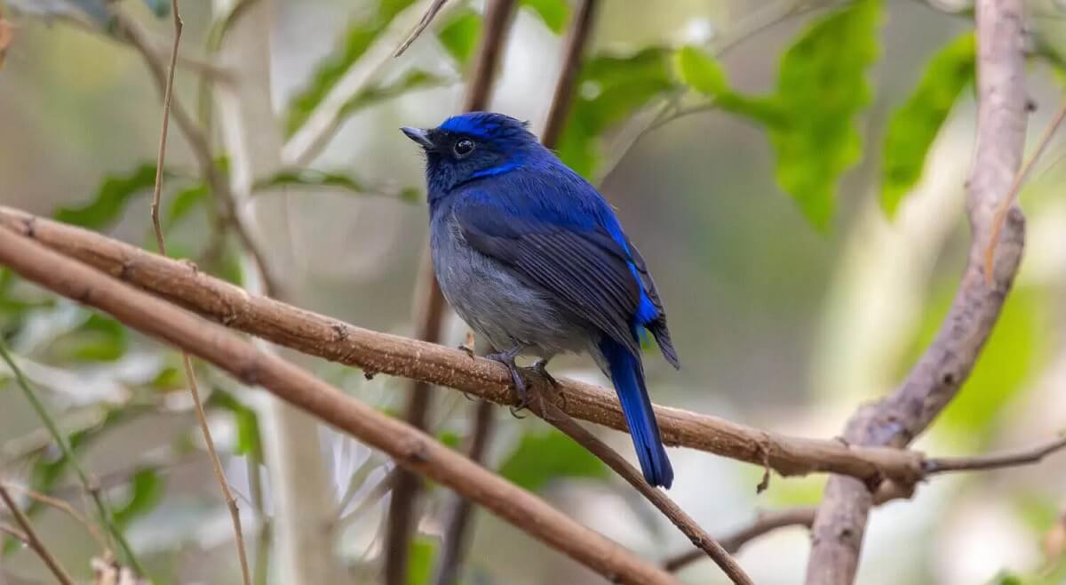 Practical Information for Birding in Pench National Park