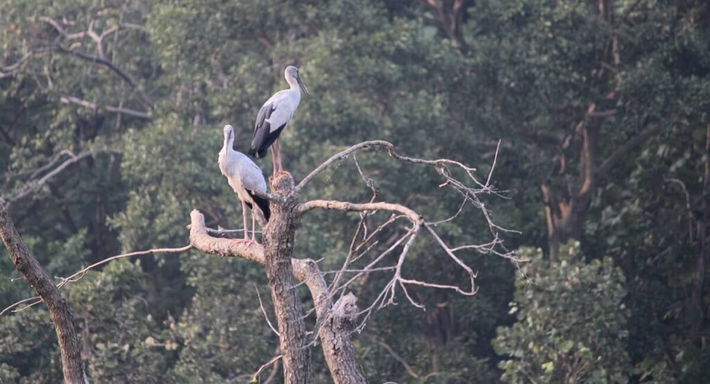 Birding in Pench National Park: A Captivating Birdwatching Experience