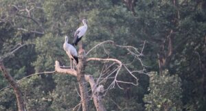 Birding in Pench National Park: A Captivating Birdwatching Experience