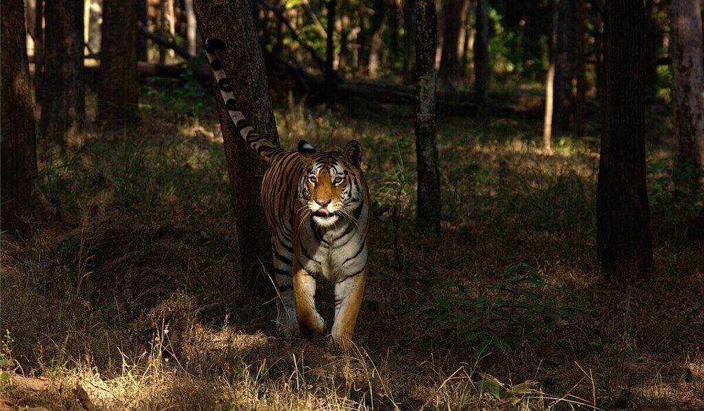 Famous Tigers in Pench: Meet the Legends of India's Wildlife Paradise