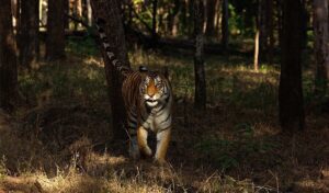 Famous Tigers in Pench: Meet the Legends of India's Wildlife Paradise