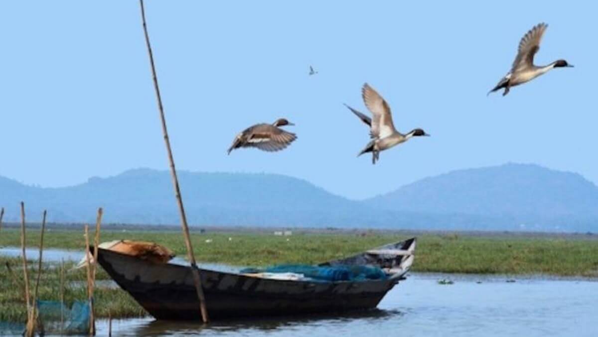 The Future of Chilika's Birding Villages