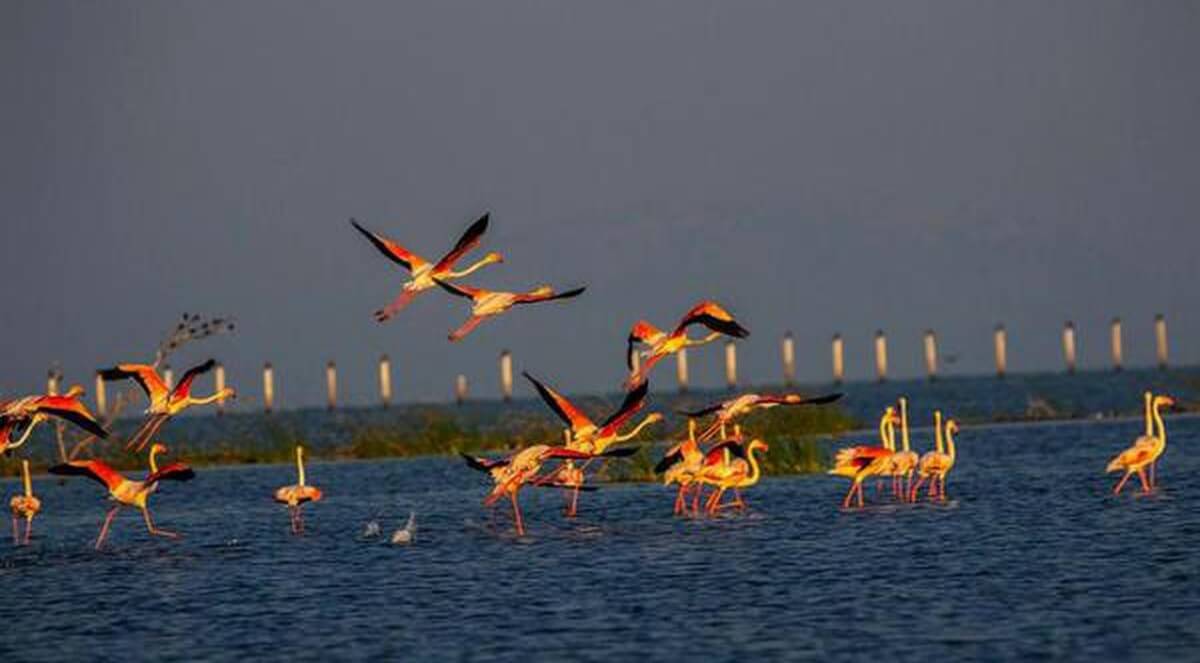 Best Time to Visit: Timing Your Birding Adventure