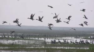 Chilika Lake Birding Villages, Odisha: Asia's Premier Avian Paradise