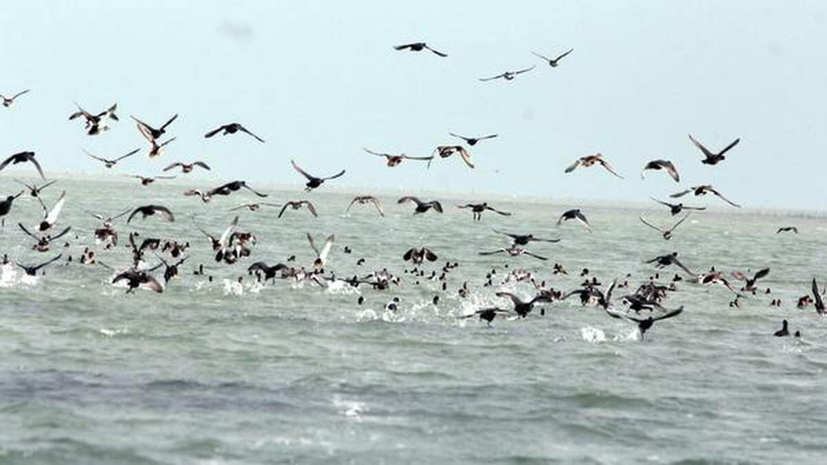 The Great Migration: Nature's Most Spectacular Show