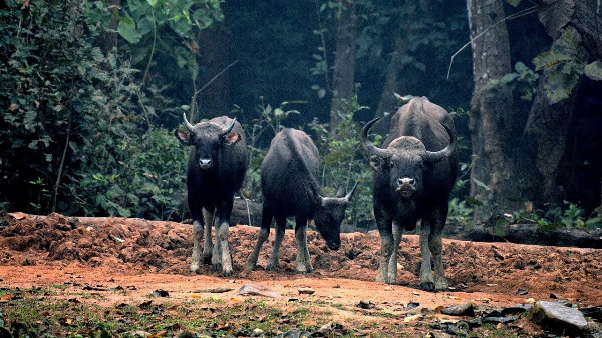 Things to Do in Karlapat Wildlife Sanctuary