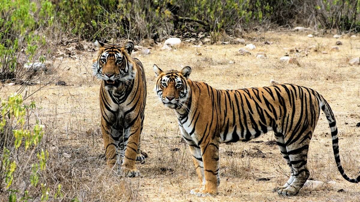 Can You Fly to Sariska? Nearest Airport Details