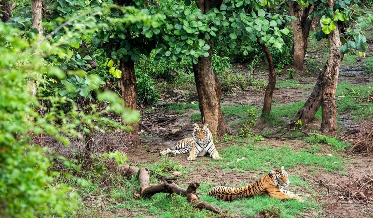 Sariska Tiger Reserve, Rajasthan
