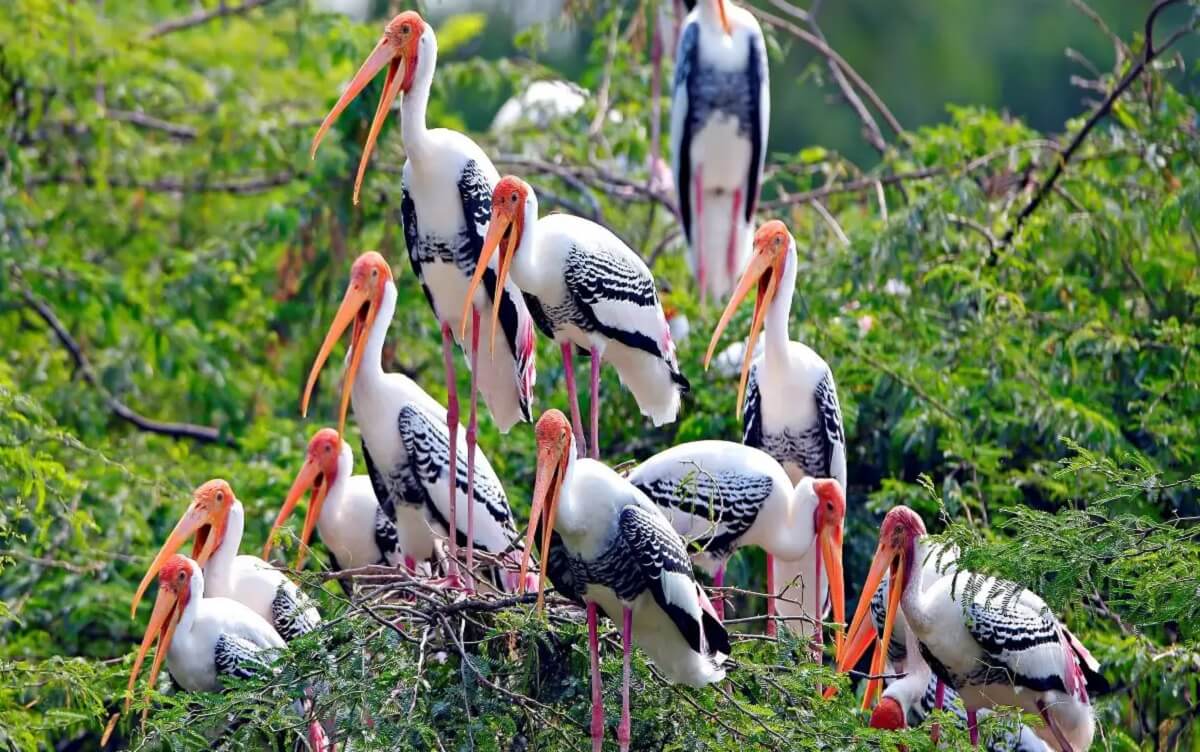 Planning Your Monsoon Wildlife Adventure