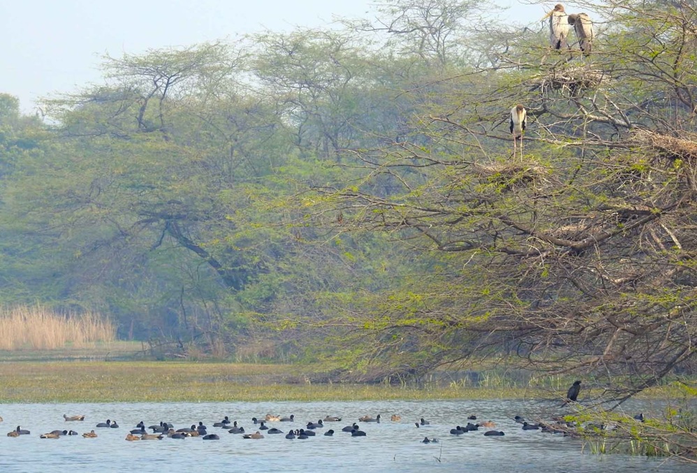 Why Visit Sultanpur Bird Sanctuary?