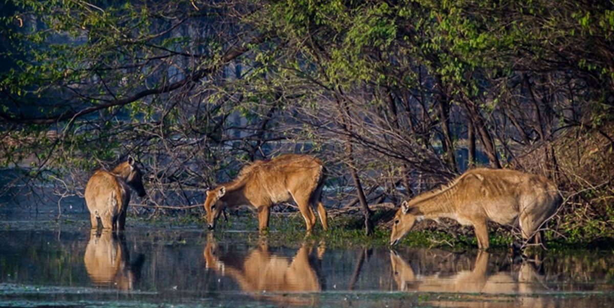 Things to Do at the Sanctuary