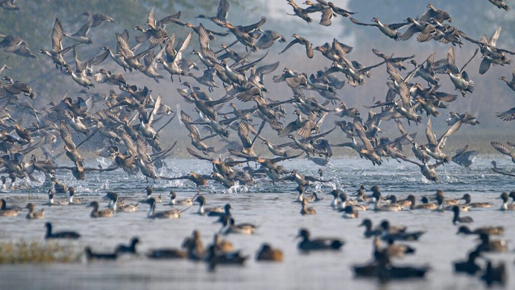 All You Need to Know About Sultanpur Bird Sanctuary Before You Go