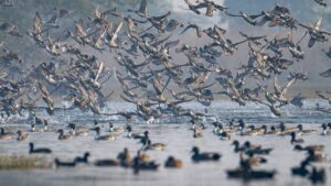 All You Need to Know About Sultanpur Bird Sanctuary Before You Go