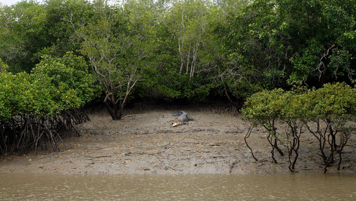 Best Time to Travel from Kolkata to Sundarbans