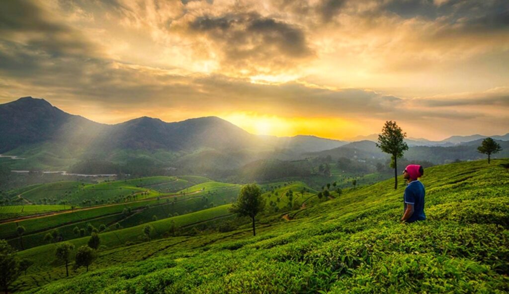 Munnar Tea Gardens in November 2025: Eravikulam Safari, Weather & Mattupetty Dam