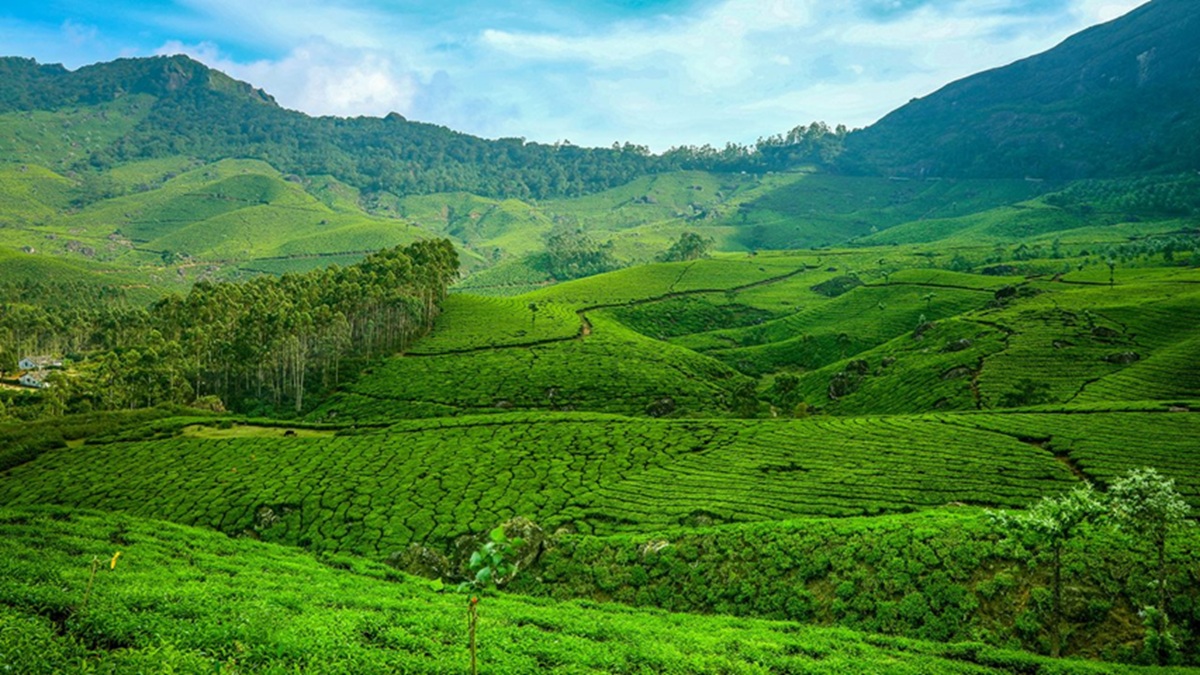 What’s So Special About Munnar’s Tea Gardens?