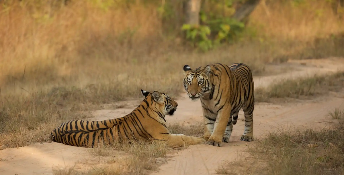 In-Depth Look at Bandhavgarh National Park