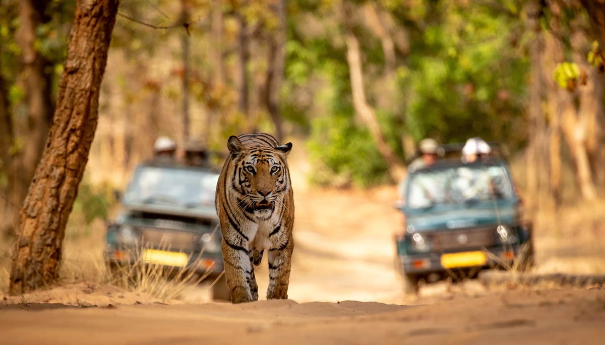 Why Visit a Tiger Safari in India