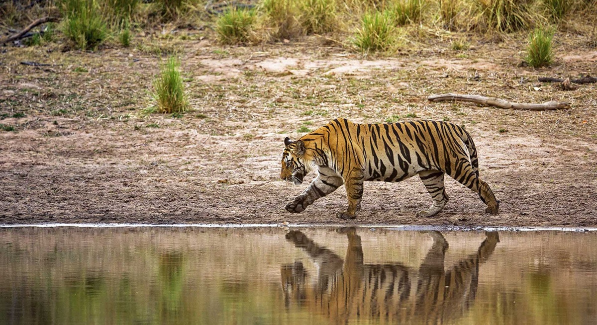 Why December is an Excellent Time to Visit Bandhavgarh
