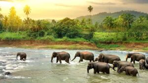 Best Wildlife Safaris in South India During December