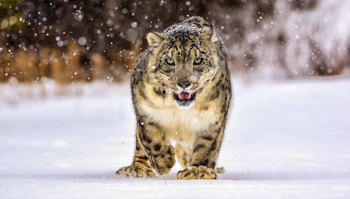 Best Time to Spot Snow Leopards in India