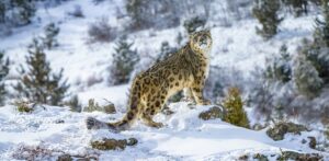 Where to See Snow Leopards in India: Best Places, Seasons & Travel Tips
